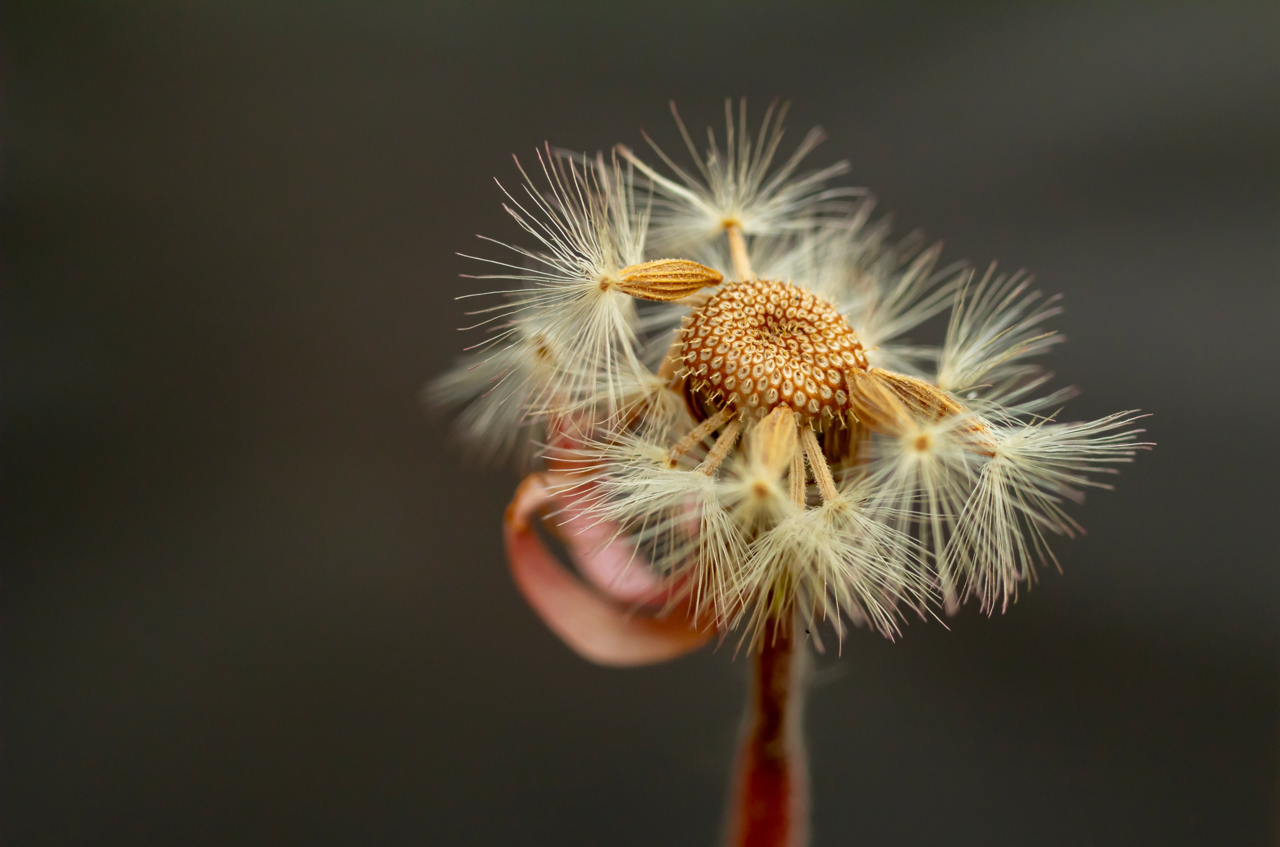 close-up-of-a-dandelion-with-a-few-seeds-left.jpg
